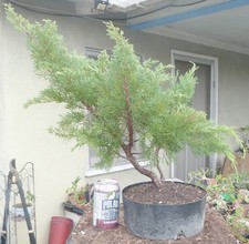 Juniper Pre Bonsai Dwarf Kifu Fat Trunk Juniperus chinensis