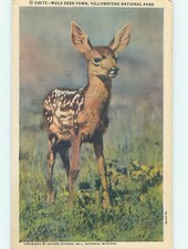 Linen BABY DEER AT YELLOWSTONE National Park Wyoming WY : make an offer HJ7587