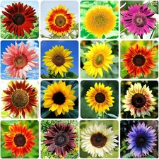 1000 Sunflower Seeds for Planting Heirloom