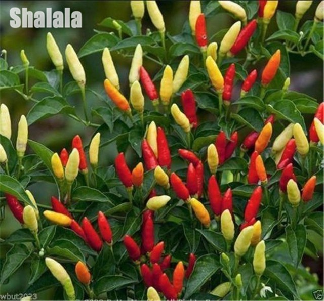 Vegetable Pepper Seeds Sweet Chili Pepper Hot Chilli