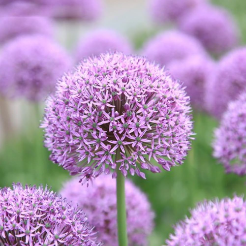 40 Pezzi Semi di Allium Purple Giants, Piante di Cipolla Giganteum, Decorazione Giardino - Foto 3 di 13