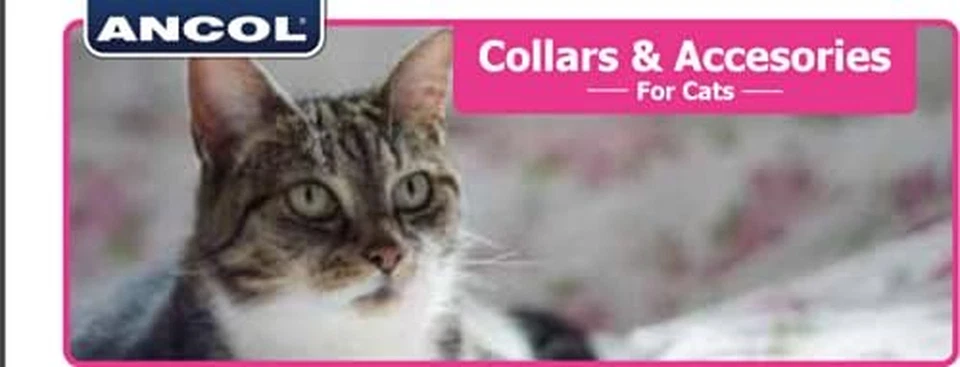 Lucido Riflettente per Gatti Con Fibbia Di Sicurezza - Immagine 3 di 4