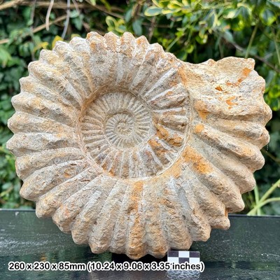 SELTENER 9,5'' Acanthoceras riesiger fossiler Ammonit - kenomanischer, kreidezeitlicher, agadir,
