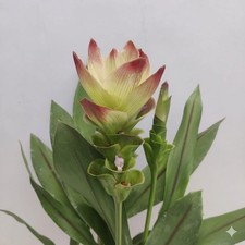 Pretty Imported Double Curcuma Lite Green Flower Bulb Pack Of 5 Bulbs