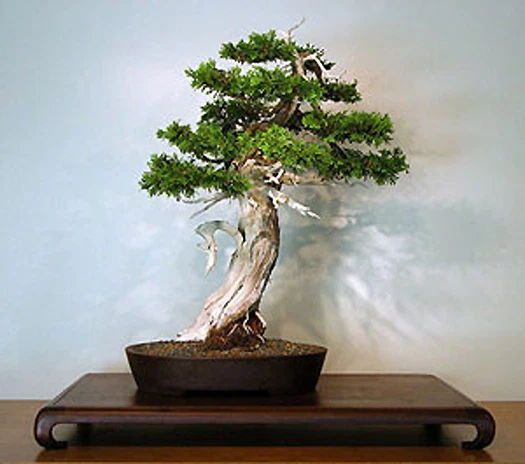 Cupressus lusitanica - Cedar of Goa / White Cypress - 30 Seeds | eBay