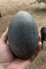 Emu Egg Shell Empty Blown