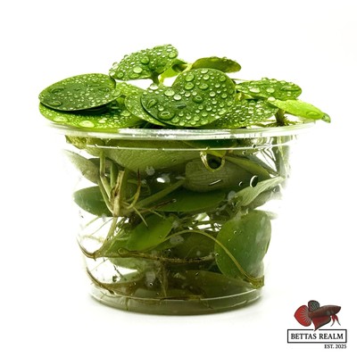 Amazon Frogbit (Limnobium laevigatum) 4 oz Cup Buy 2 Get 1 Free | Bettas Realm