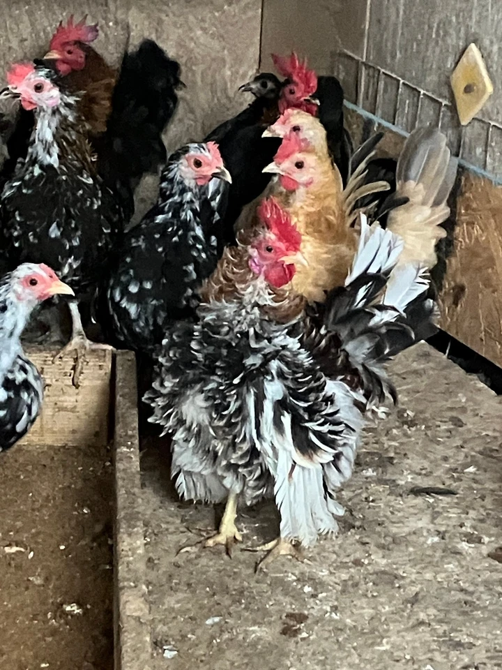 10 huevos para incubar Serama Micro A y B ESPECIAL 5,00 oferta inicial Foto 2 de 4