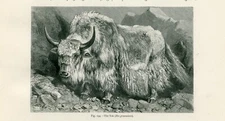 THE YAK ANTIQUE 1885 ANIMAL ENGRAVING ART PRINT