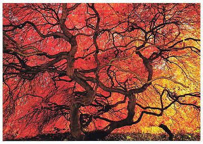  Postkarte: Fächerahorn im Herbstlaub - Acer palmatum - Palmate mapple