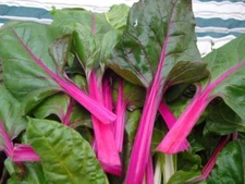 Pink Lipstick Swiss Chard Seeds, NON-GMO, Colorful Salad, Variety Sizes Sold