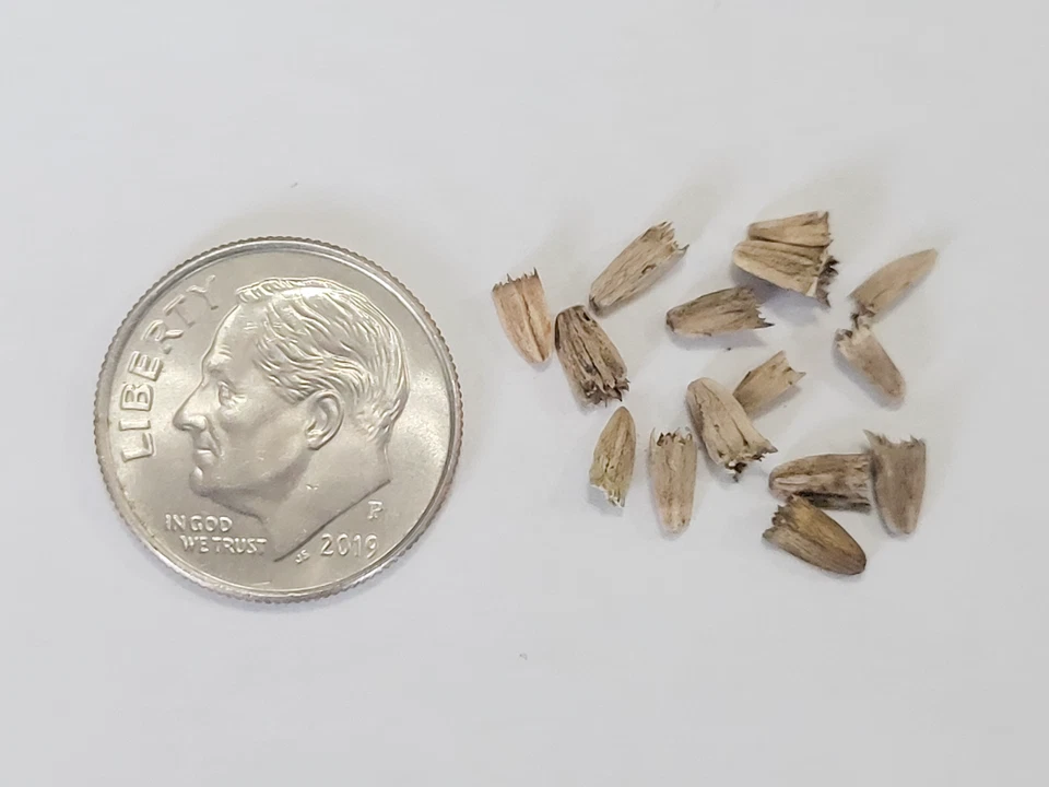 100 Echinacea purpurea Seeds - Purple Coneflower - Perennial Herb Flower Seeds - Image 2 of 4