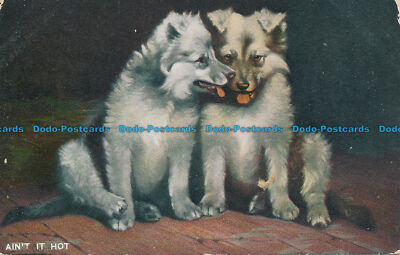 R146268 Aint it Hot. Zwei Hunde. Langsdorff. 1907