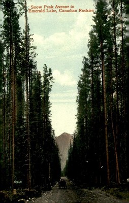Snow Peak Avenue to Emerald Lake, Canadian Rockies Postcard