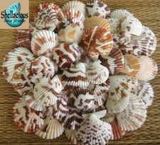 40 TRANQUEBARICUS PECTEN  SEA SHELLS - 1-3/8" TO 1-3/4" TALL - CRAFTING