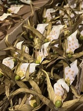 12 Stems Spider Lily Orchid 37" Tall Green Yellow Artificial Flowers Decor