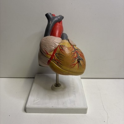 medizinisch anatomisch Arzt Lehr Lernmodell Herz