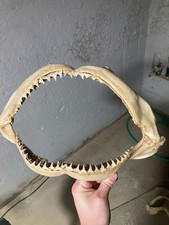 shark teeth fossils Collection Rare Hard To Find Halloween Horror Jaws Lot