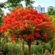 ROYAL POINCIANA RED FLAME TREE SEEDS Delonix Regia Tropical Flamboyant Flower