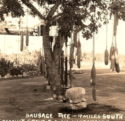 c.1930 Kigelia Sausage Tree Fruit RPPC Miami FL Coconut Grove Coca-Cola Sign