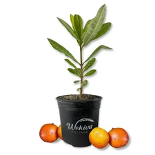 African Mangosteen Tree - Imbe - Live Plant in a 1 Gallon Growers Pot