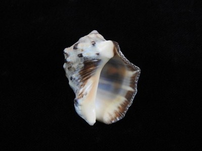 Muschel Purpura Büffel 44,9mm ID#9198
