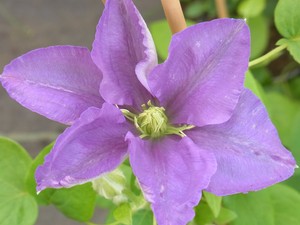 Waldrebe Clematis General Sikorski Grossblumig Ebay
