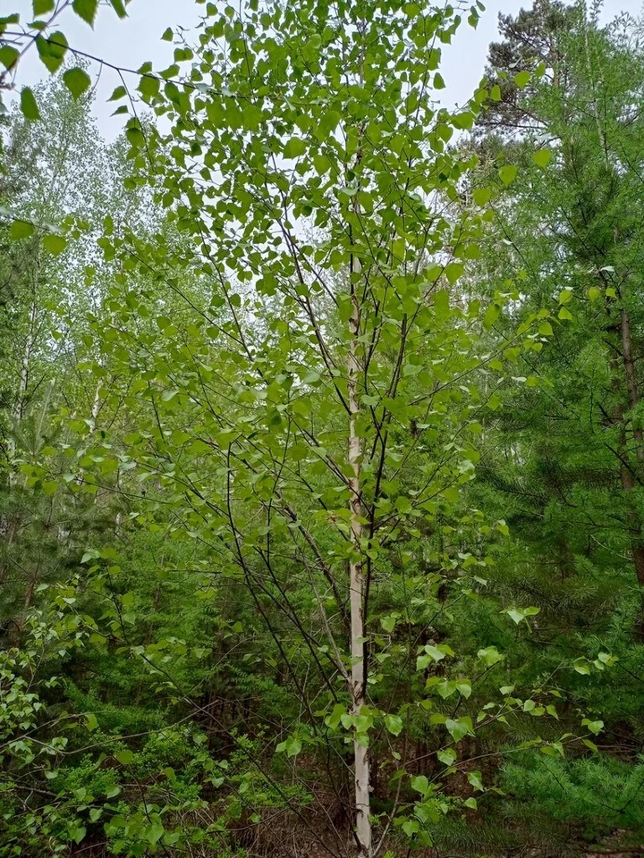 Семена азиатской белой коры березы (Betula platyphylla) бонсай (быстрорастущие) - Изображение 4 из 4