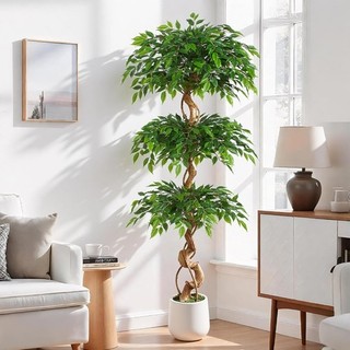 Artificial Ficus Tree for Auction 180cm Tall Curved Trunk Dried Moss KEEPLUSH