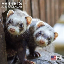 Ferrets Calendar 2026 - Cute Animal Wall Calendar - Made in the USA!