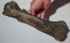 Bison Right Radius Bone Fossil from Ice Age