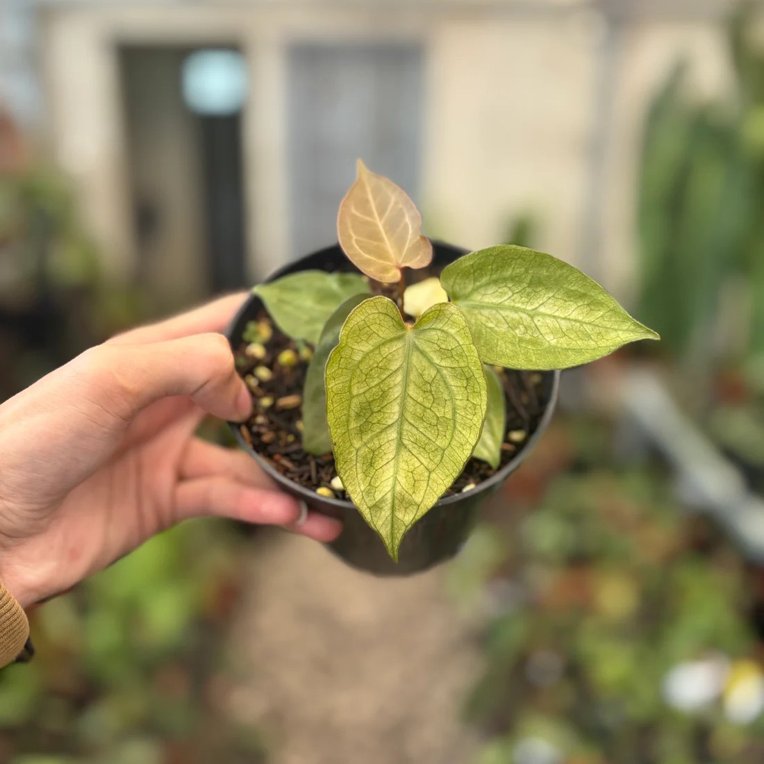 Imagen real Anthurium Papillilaminum menta planta rara abigarrada