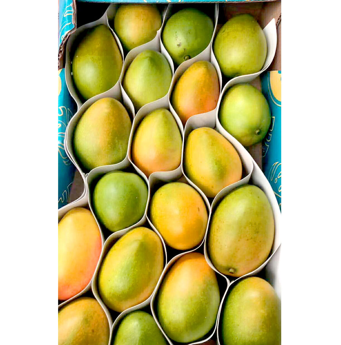 First import of Colombian sugar mango ready to debut in the U.S.