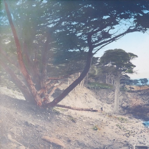 Antique 22¾" Hand Colored Photograph Lone Cypress Pebble Beach Carmel Monterey - Picture 3 of 7