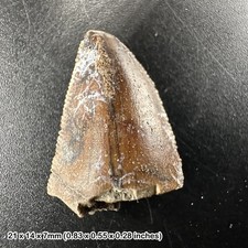 Majungasaurus dinosaur tooth fossil (grade c) - cretaceous, madagascar - 100%