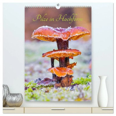 Clemens Stenner | Pilze in Hochform (hochwertiger Premium Wandkalender 2026...