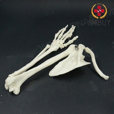 Human Skeleton Model1:1Upper Limb Bone Scapula Arm Bone Clavicle Upper Arm Bone