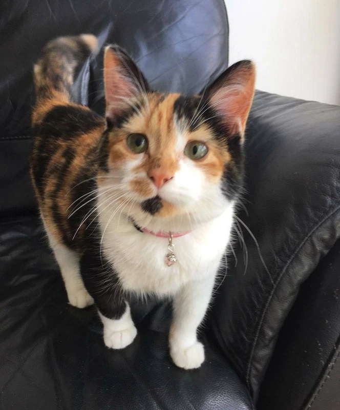 munchkin cat gumtree