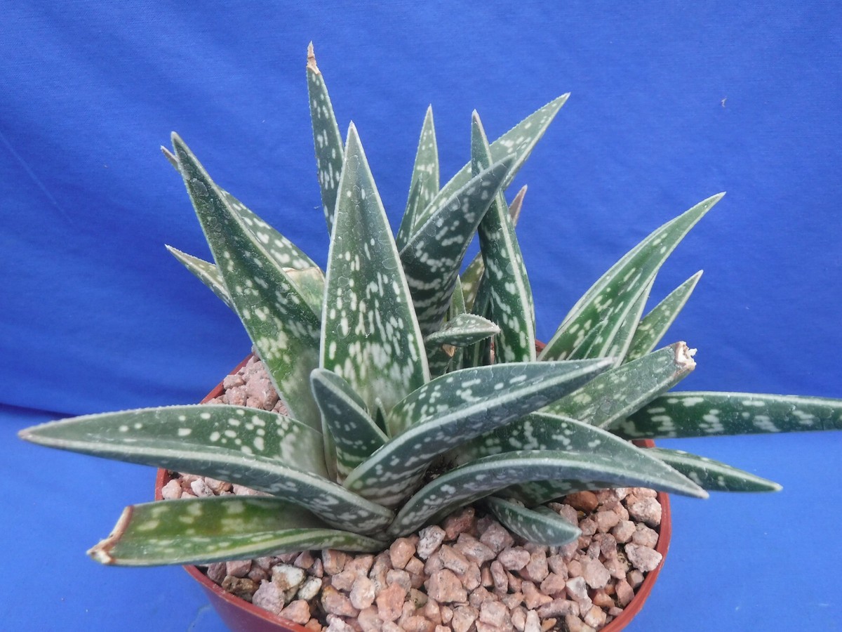 wirkung von aloe vera saft Aloe Vera Saft mit Heidelbeere
