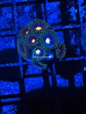 CE- WYSIWYG Midnight Zoa Zoanthid Frag Live Coral LPS SPS #R1GE7