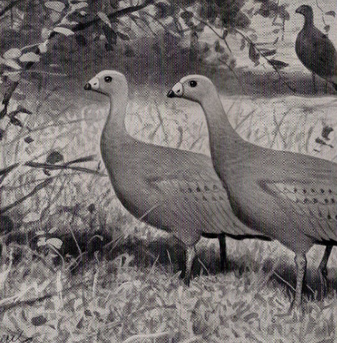 Cape Barren Goose Pair Flock in Grassland Habitat - 1911 Antique Bird Engraving