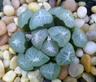 Haworthia Maughanii Seedling #1 — photo 1