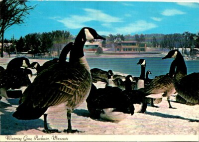 Continental Postcard Wintering Canadian Geese Rochester Minnesota MN UNP