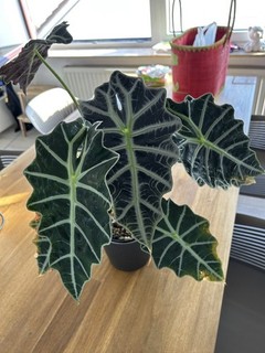 3x Alocasia Polly Rhizome