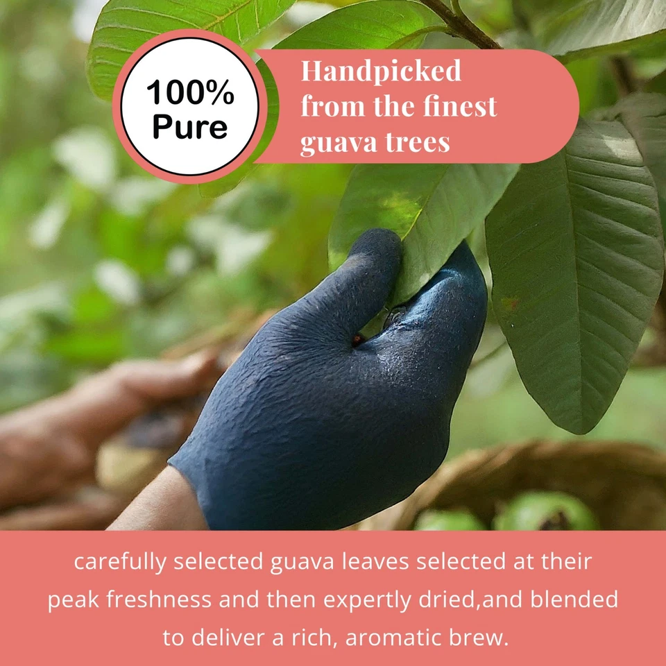 75 bolsas de té de hojas de guayaba, té de hoja de guayaba 100 % puro, té de hierbas, té para diabéticos Foto 3 de 4