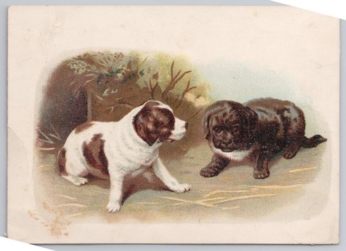 1880er Löwe Kaffee Woolson Spice Co Mokka Java Rio Neufundland Welpen - Bild 2 von 4