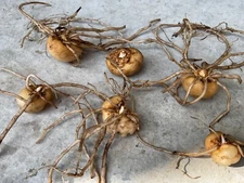 Gonatopus boivinii Tuber  Aroid Giraffes Knees similar to Amorphophallus 