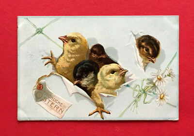 Embossed Congratulations Postcard Easter 1911 Chicks Look From A Package (58880