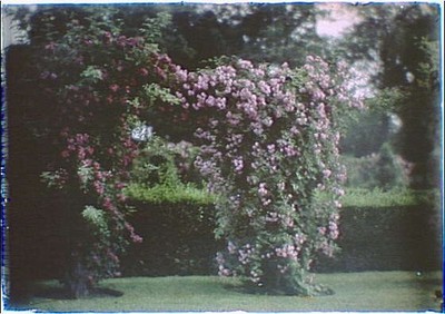 Garden,large flowering bushes,blooms,blossoms,photographs,Arnold Genthe,1906
