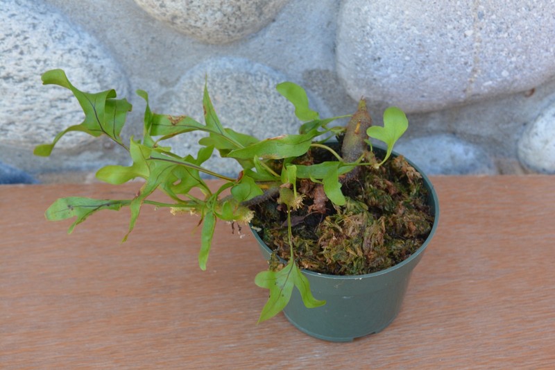 RARE LECANOPTERIS CRUSTACEA  IN  4" POT - US GROWN